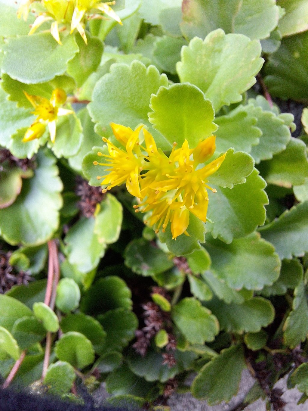 yellow St. John's Wort weed flowers