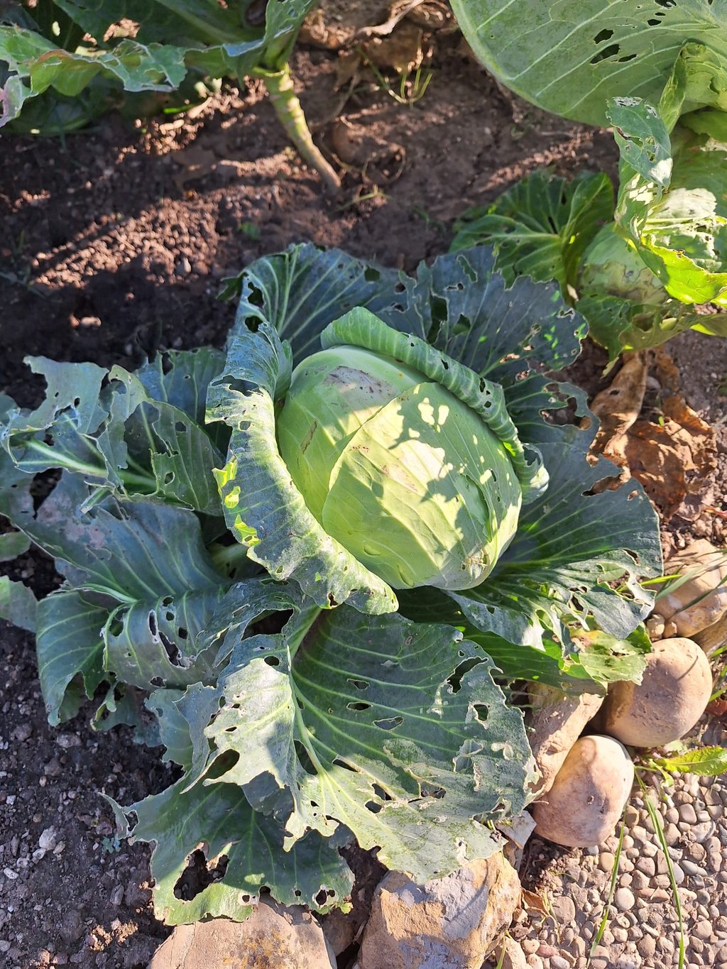 a Cabbage plant with multiple large leaves