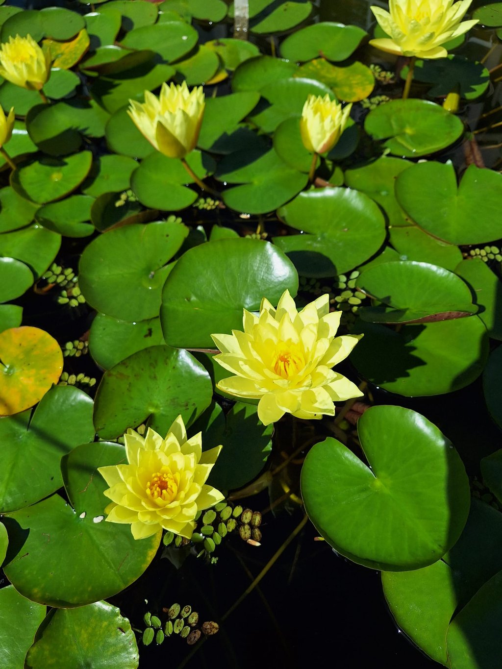 two yellow Tony Tomocik water flowers