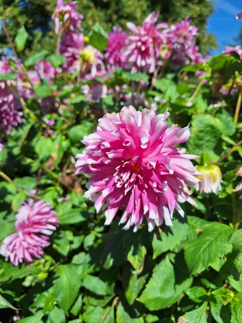 a garden plant with the right maintenance