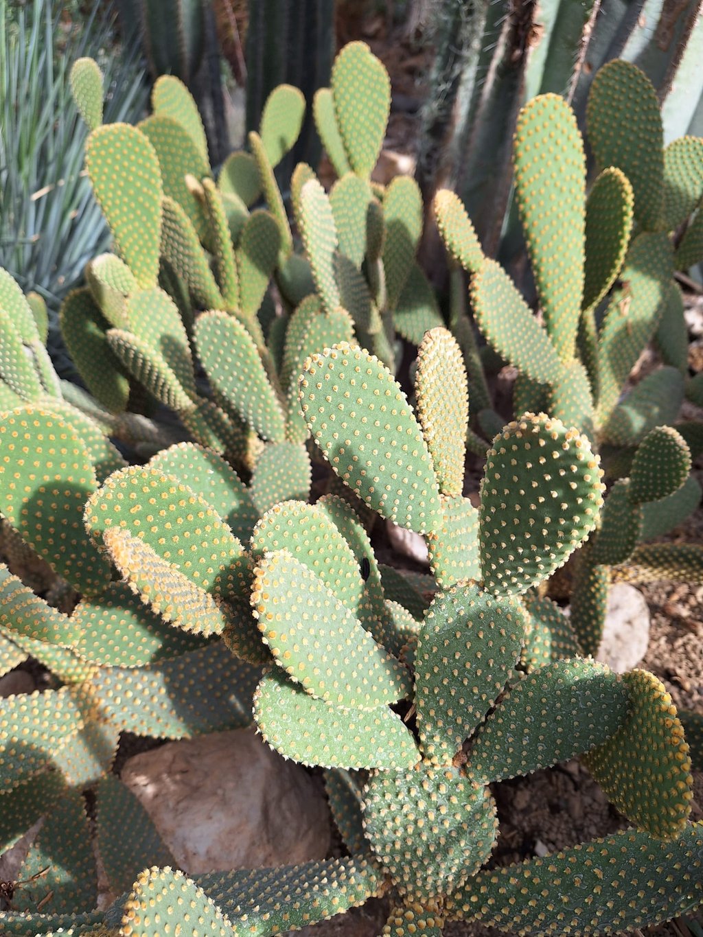 green Bunny Ear cacti