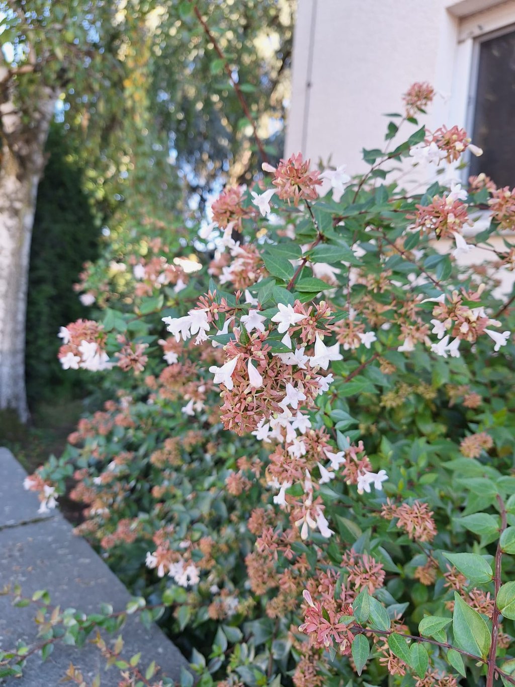 bushy plants with tiny white fowers