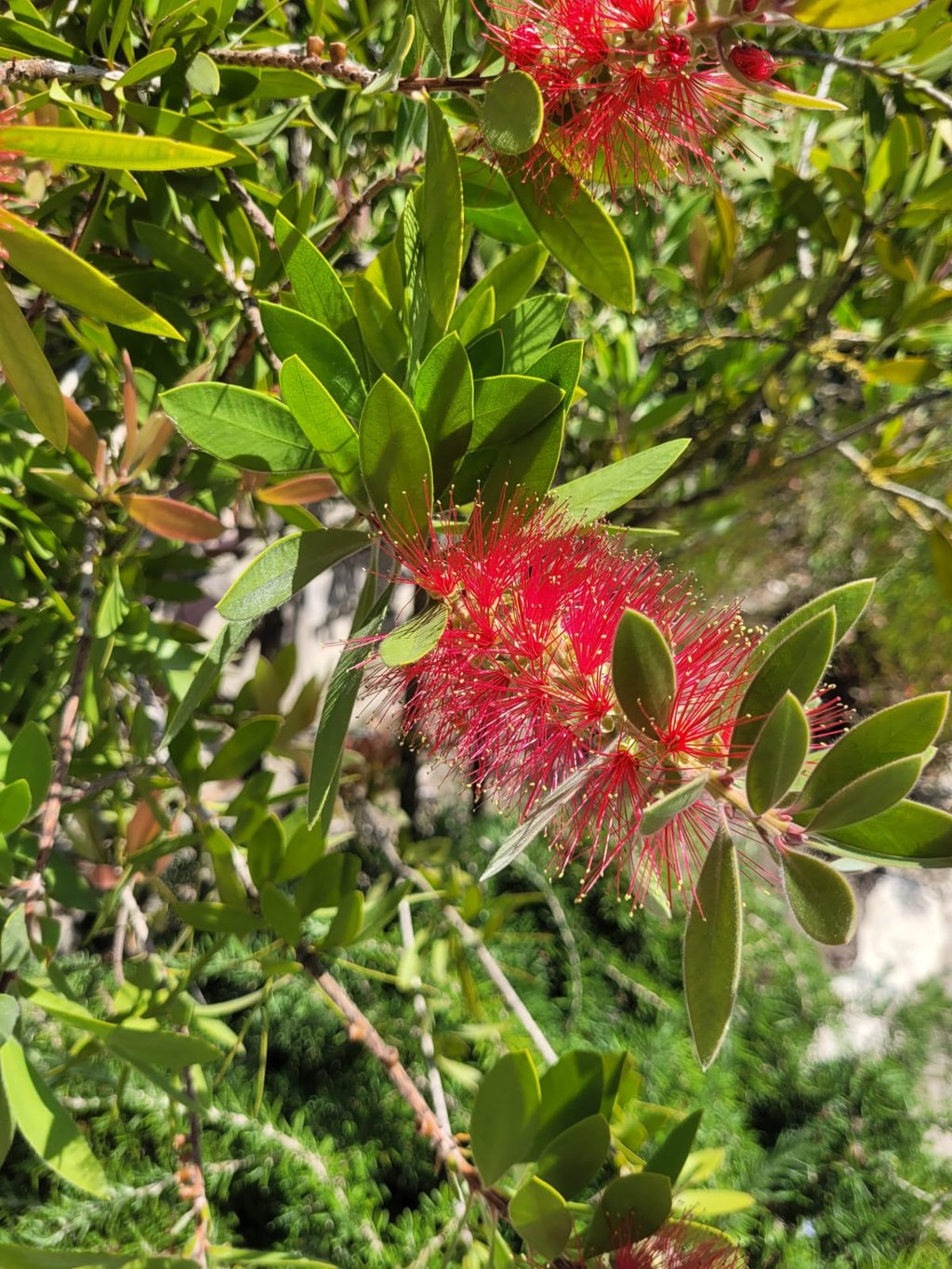 a zone 8 shrub with a red flower in full sun