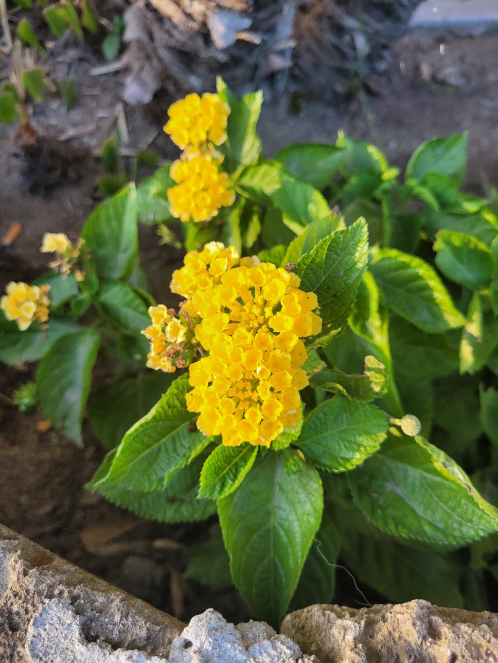 multiple green Lantana plants for zone 9