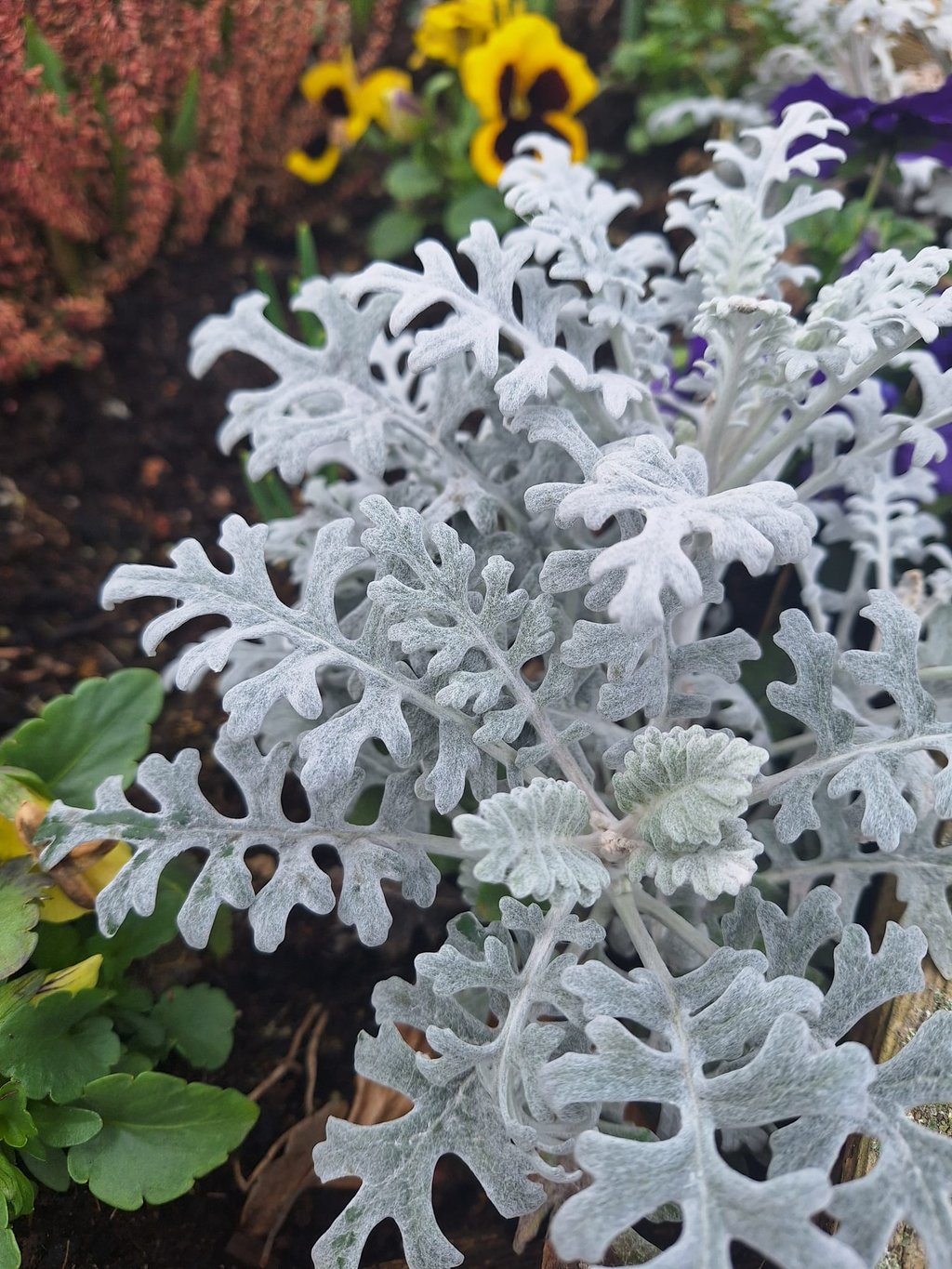 a silvery annual for shade called Dusty Miller