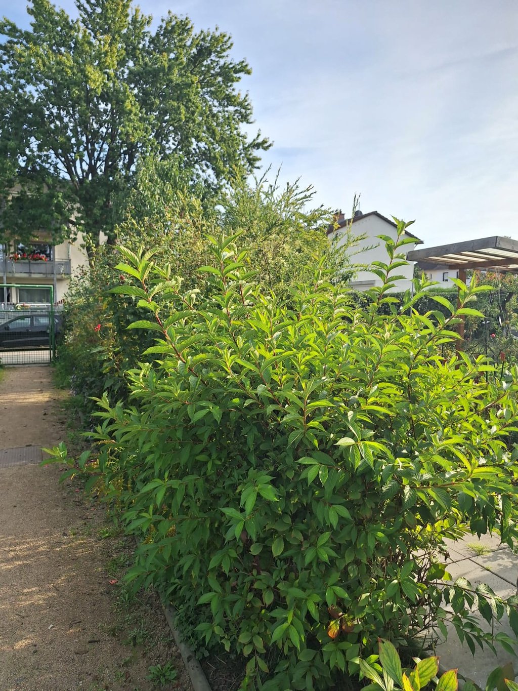 a green bush with many leaves