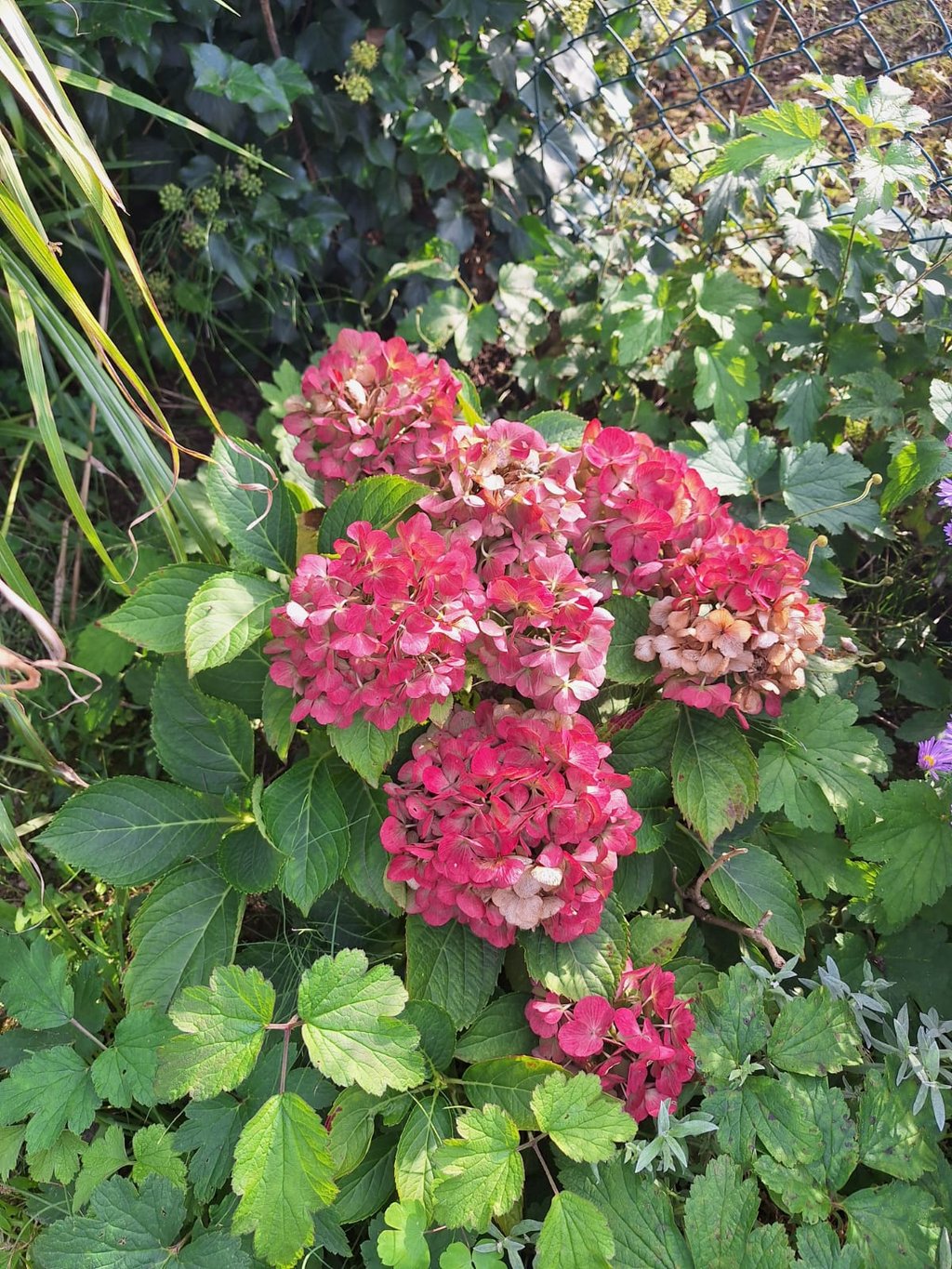 Hydrangeas with red blooms in a full sun zone 6 garden