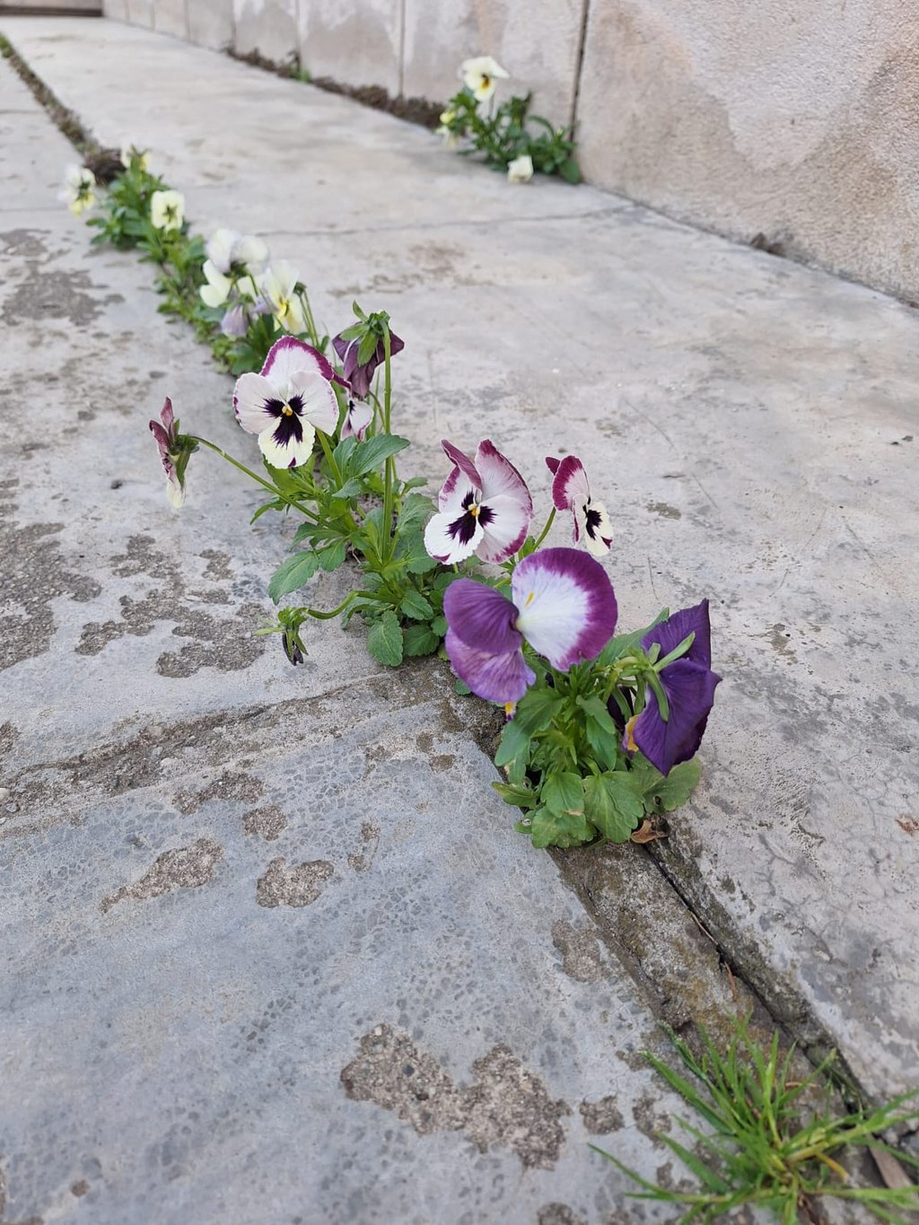 multiple colorful Pansy flowers in a green space