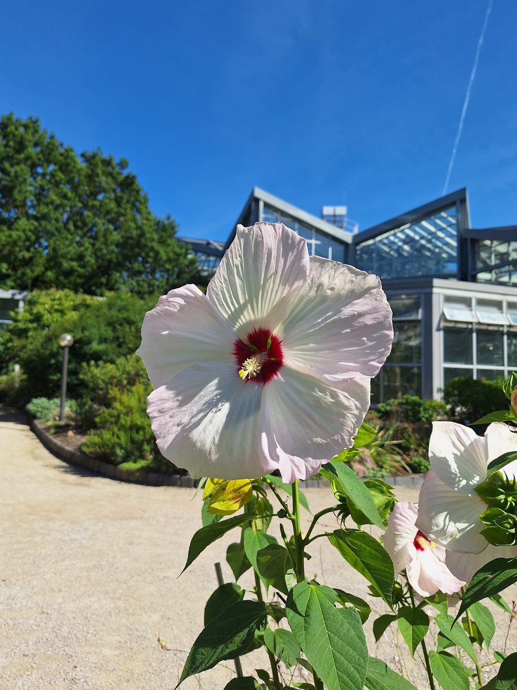 a large white-red Hibiscus in the sun