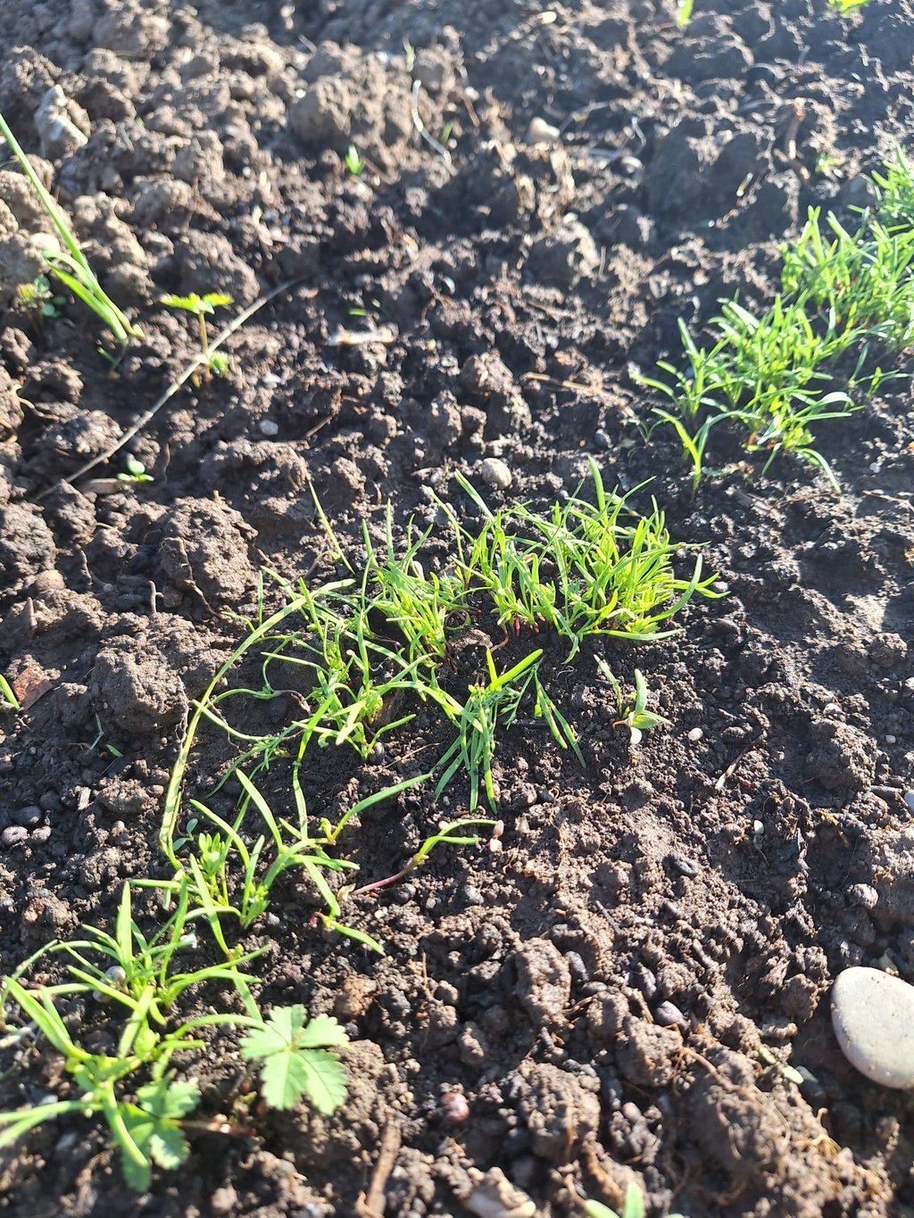 sprouting Carrot plants in containers