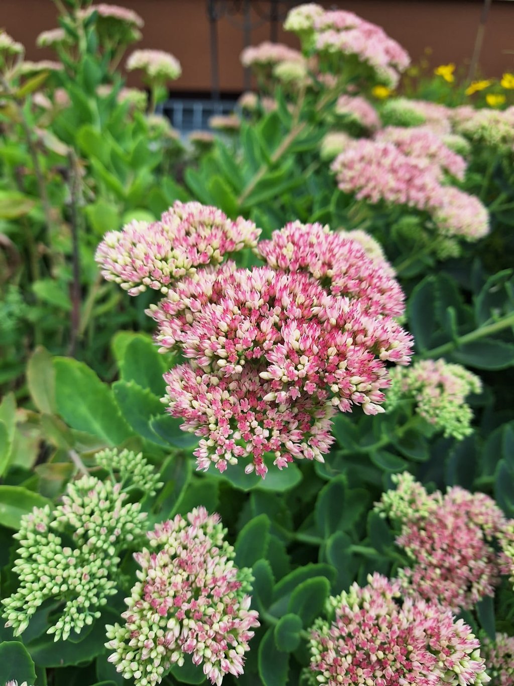 a drought tolerat Sedum bush with red flowers