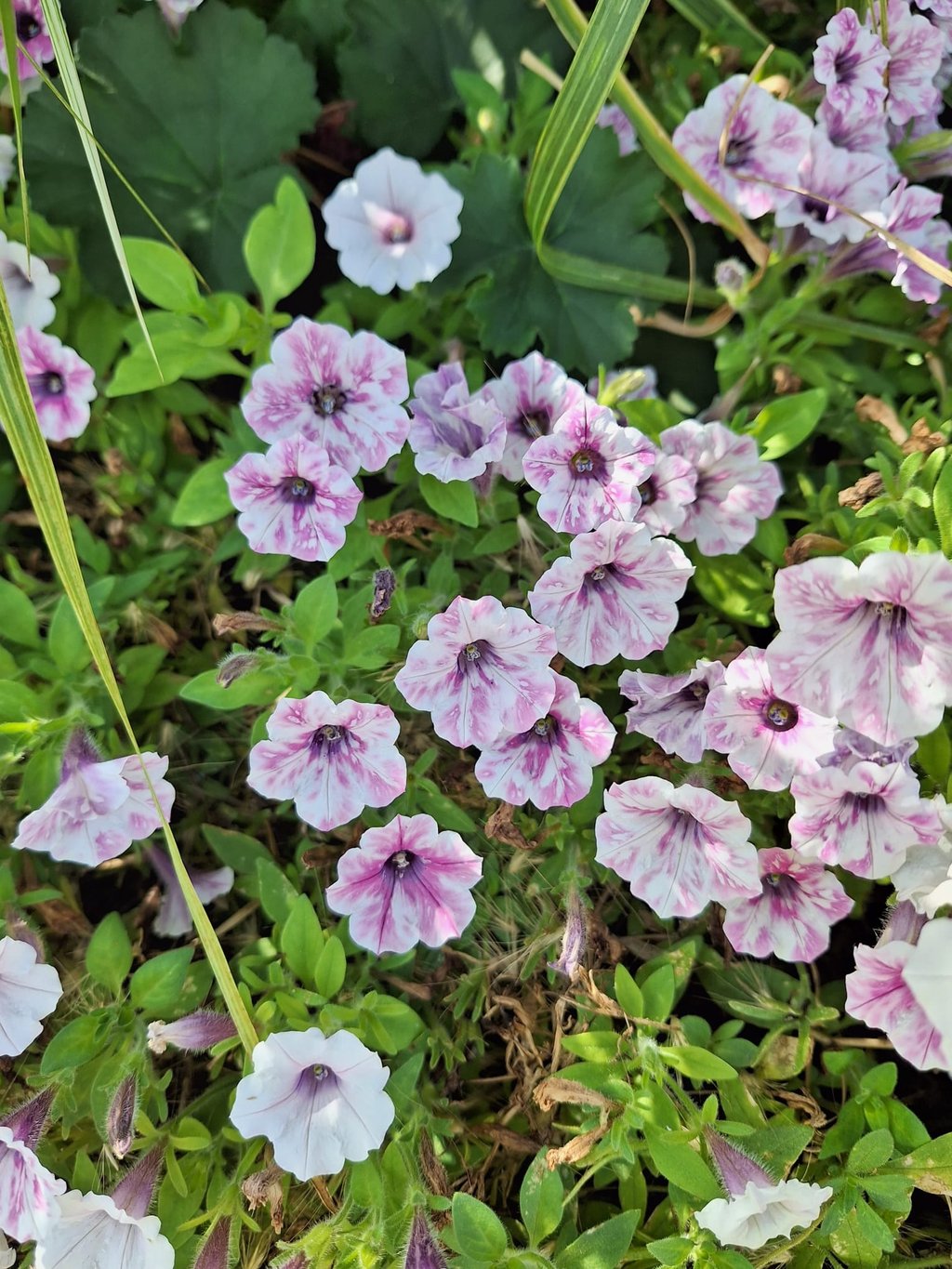 a bunch of Petunias flowers growing in a sunny place