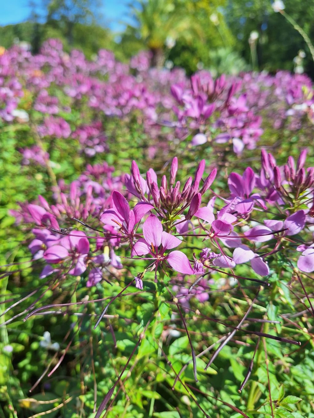 a bunch of pink Cleome blooms in garden beds