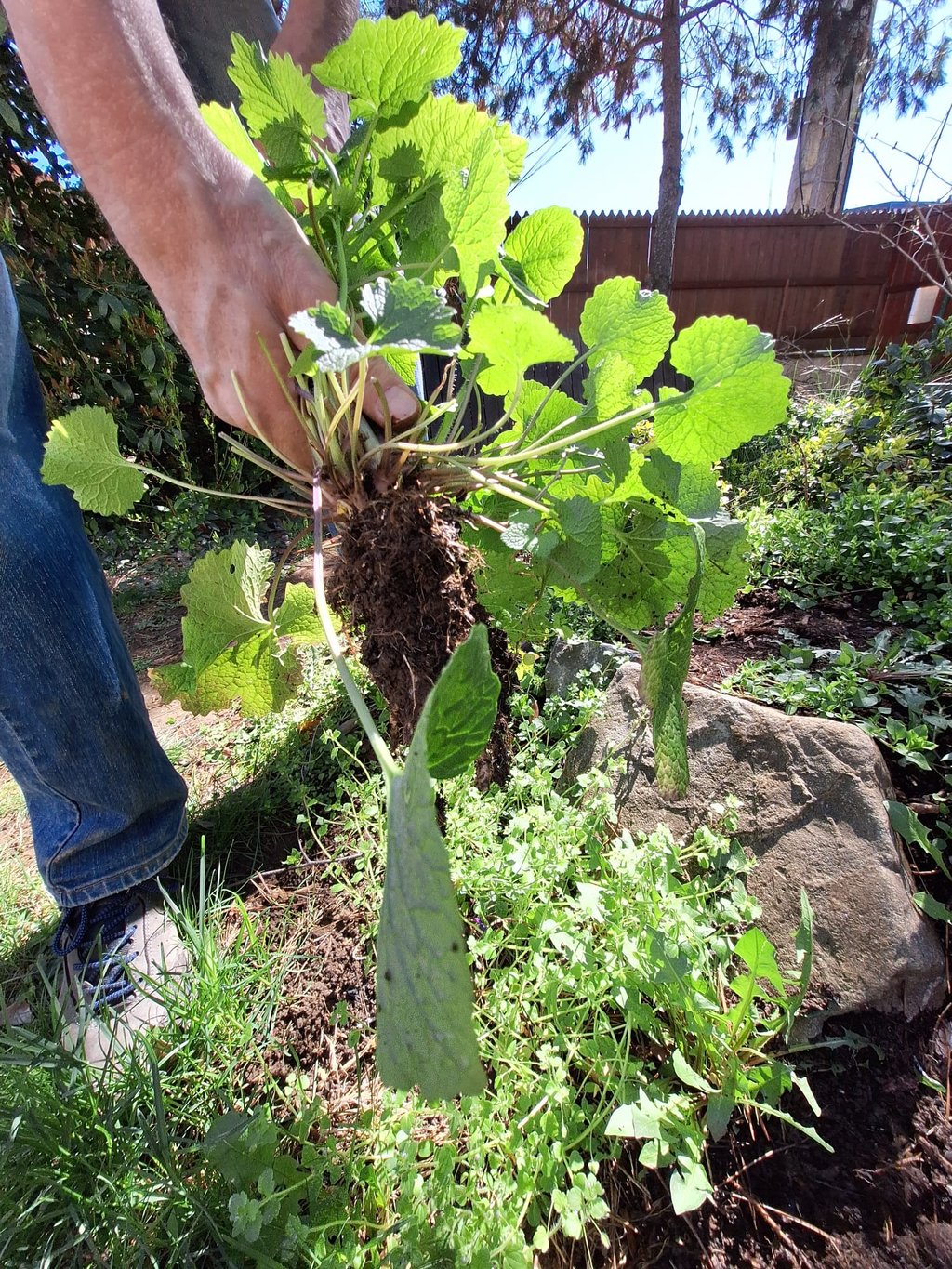 a person planting a perennial in our garden