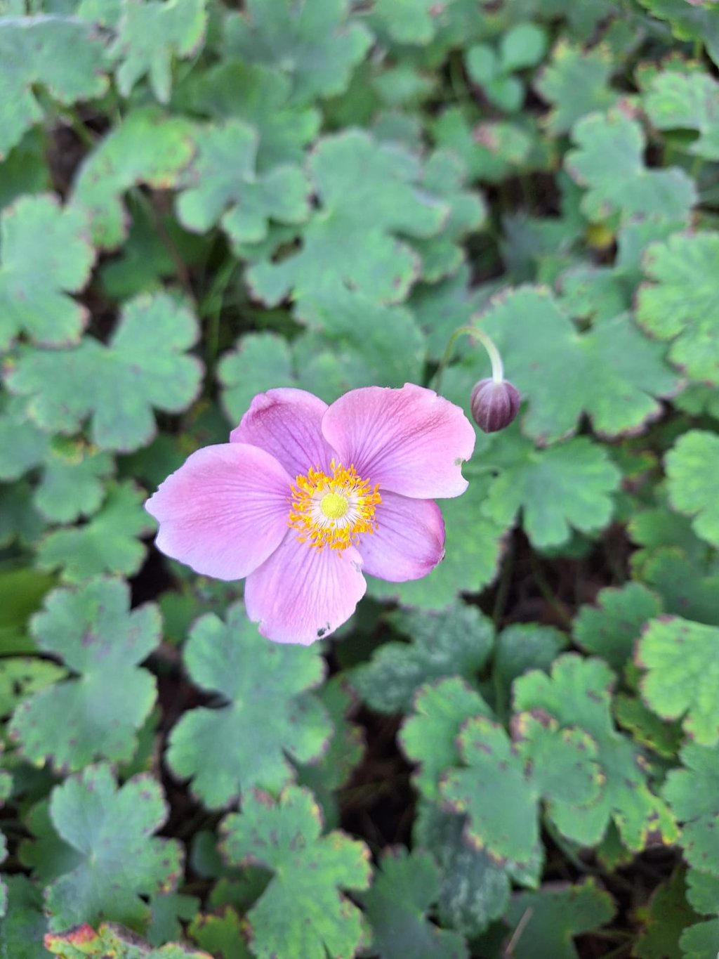 one pink Japanese Anemone flower blooming in August
