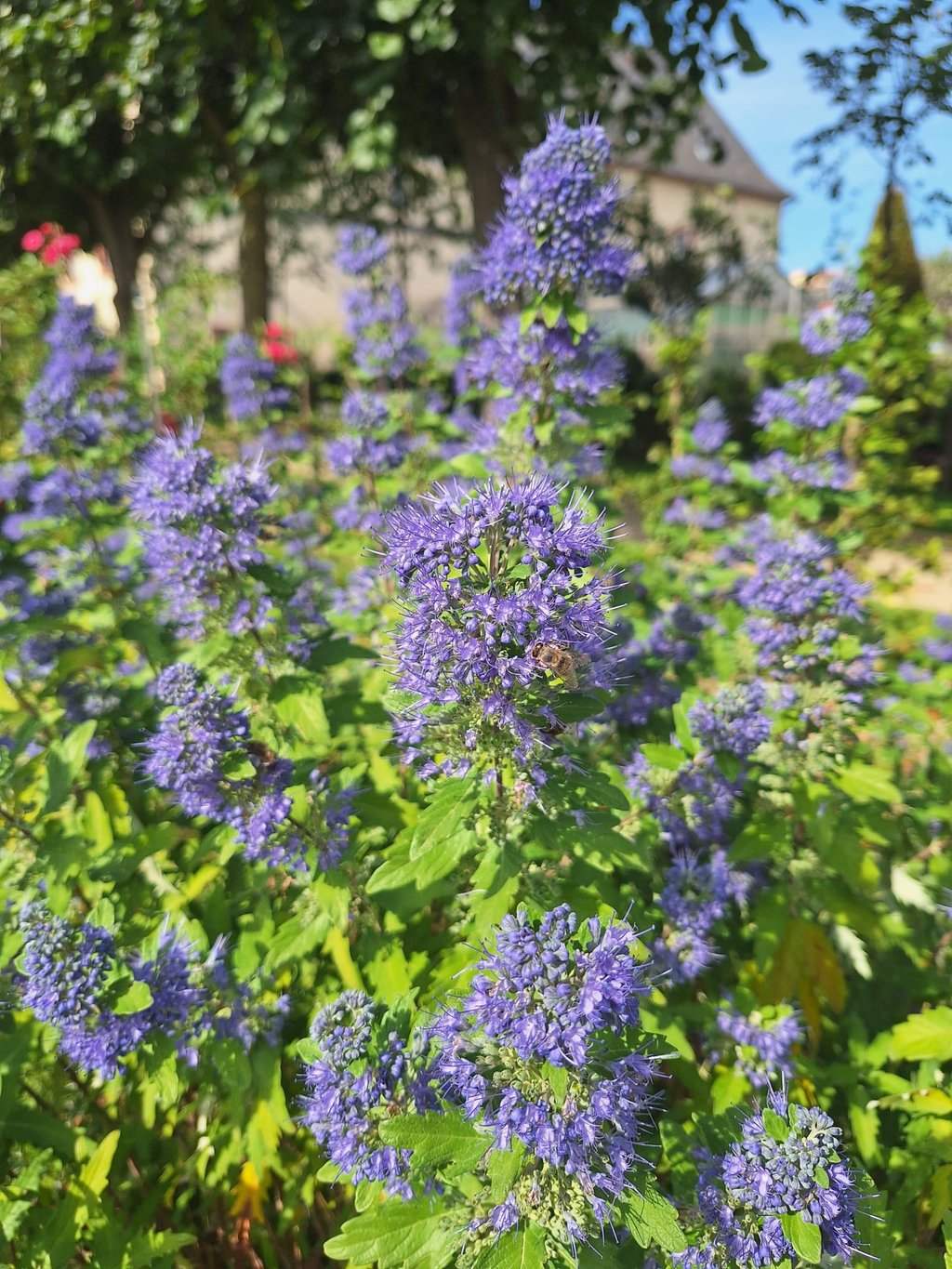 a slow growing Ceanothus with a leafy foliage and flowers