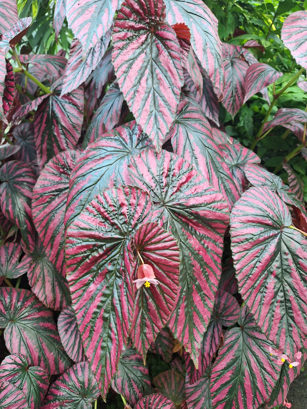 a shade plant for hanging baskests with red-black leaves