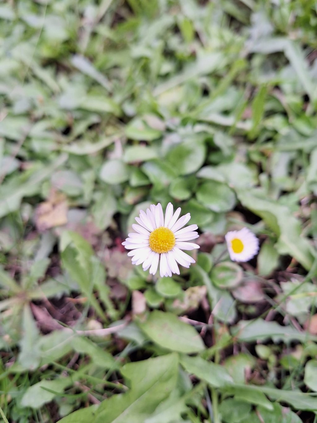 A single white-yellow flowering weed in a field