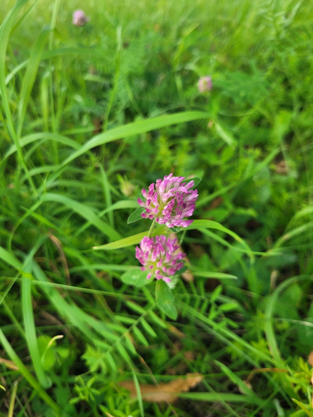 two tiny pink Red Clovers blooming in a meadow