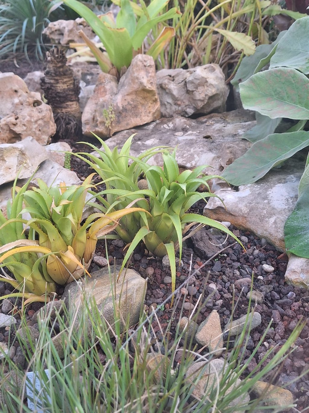 three bright green succulents in a stony landscape