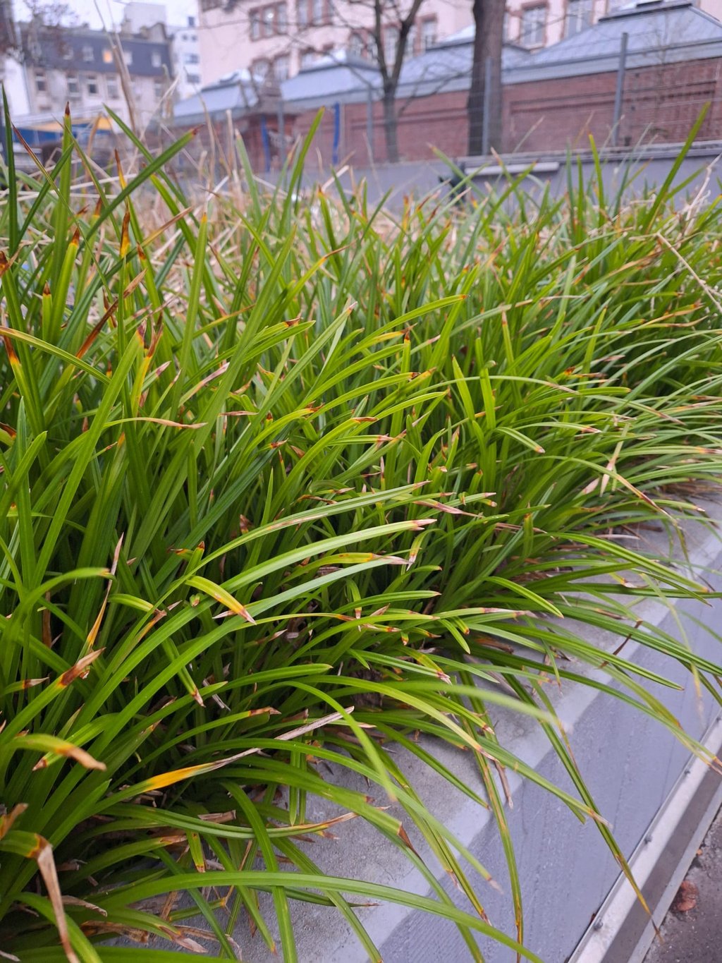 multiple long and green Spider Plant leaves growing together