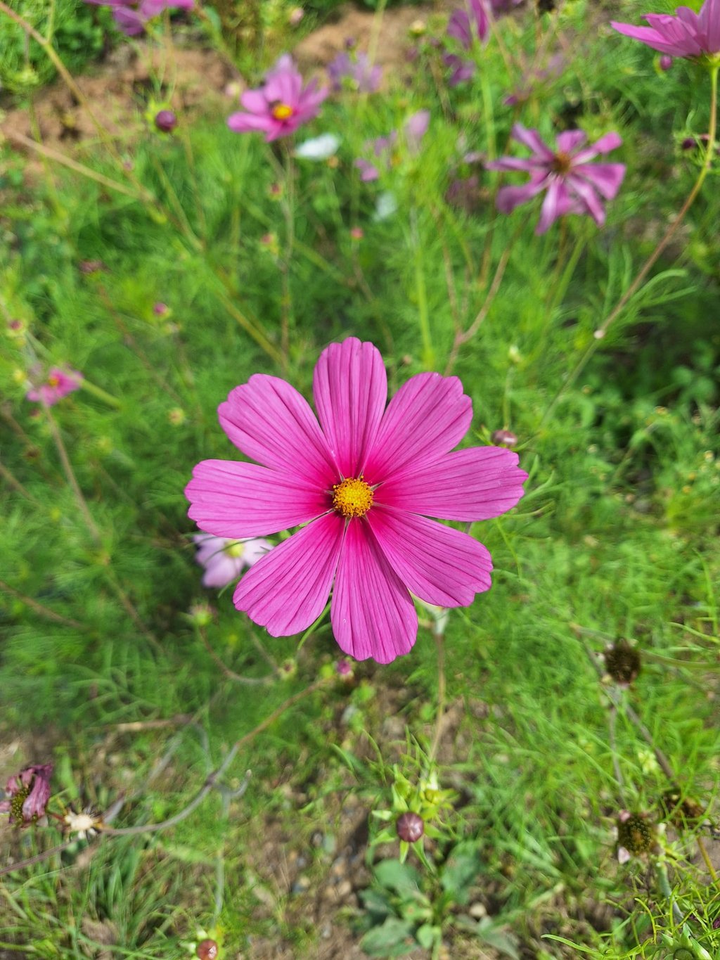 one pink Cosmos flower growing in June