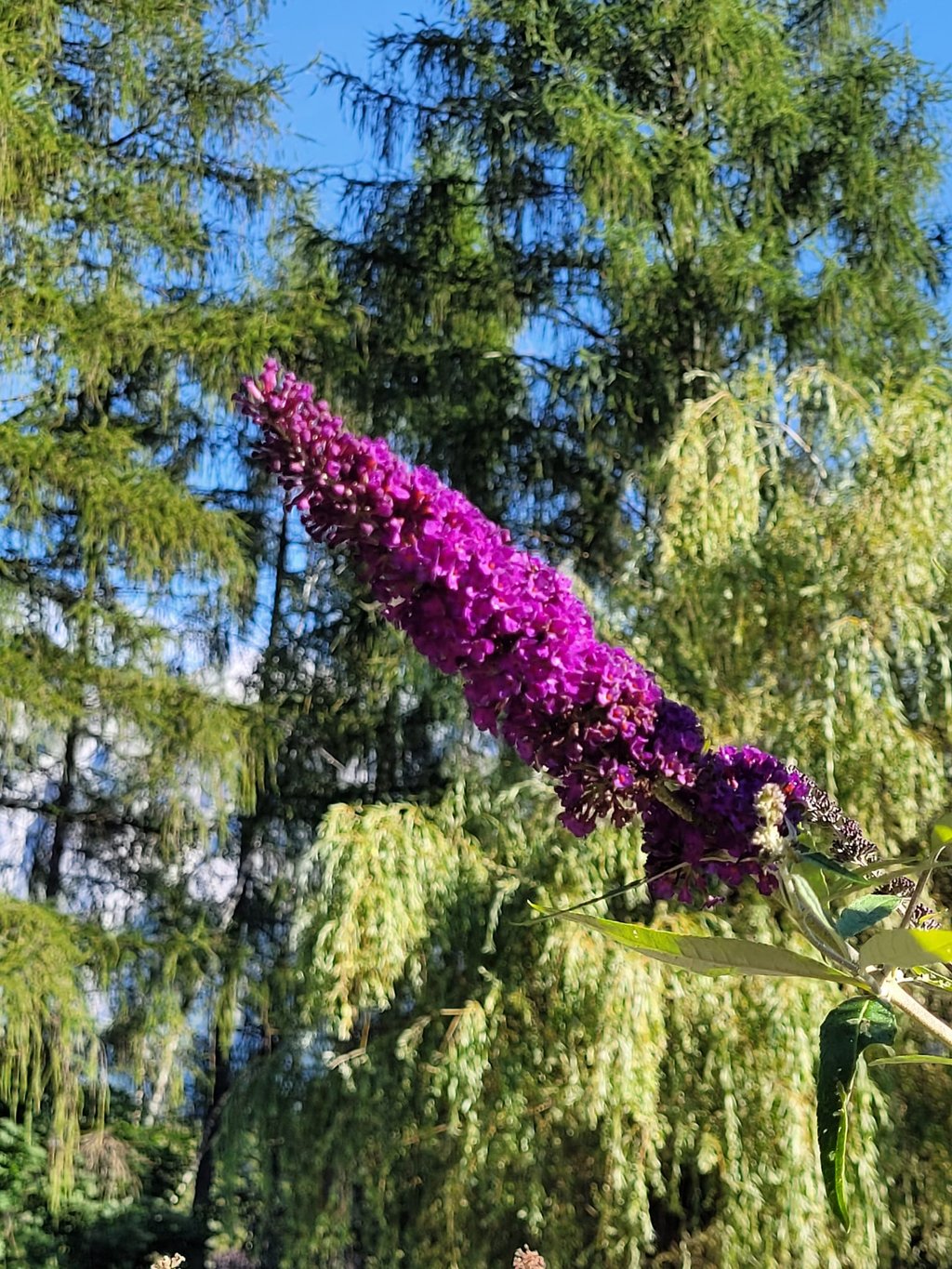a purple Butterfly Bush flower in a trees in the background