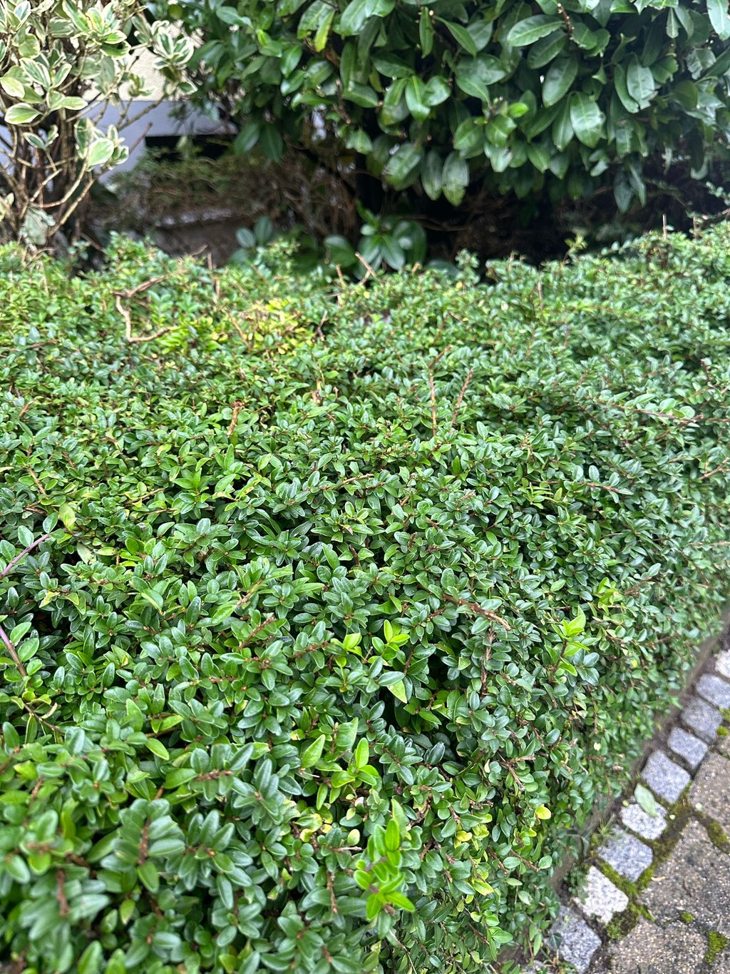 a tiny dwarf boxwood hedge with small green leaves
