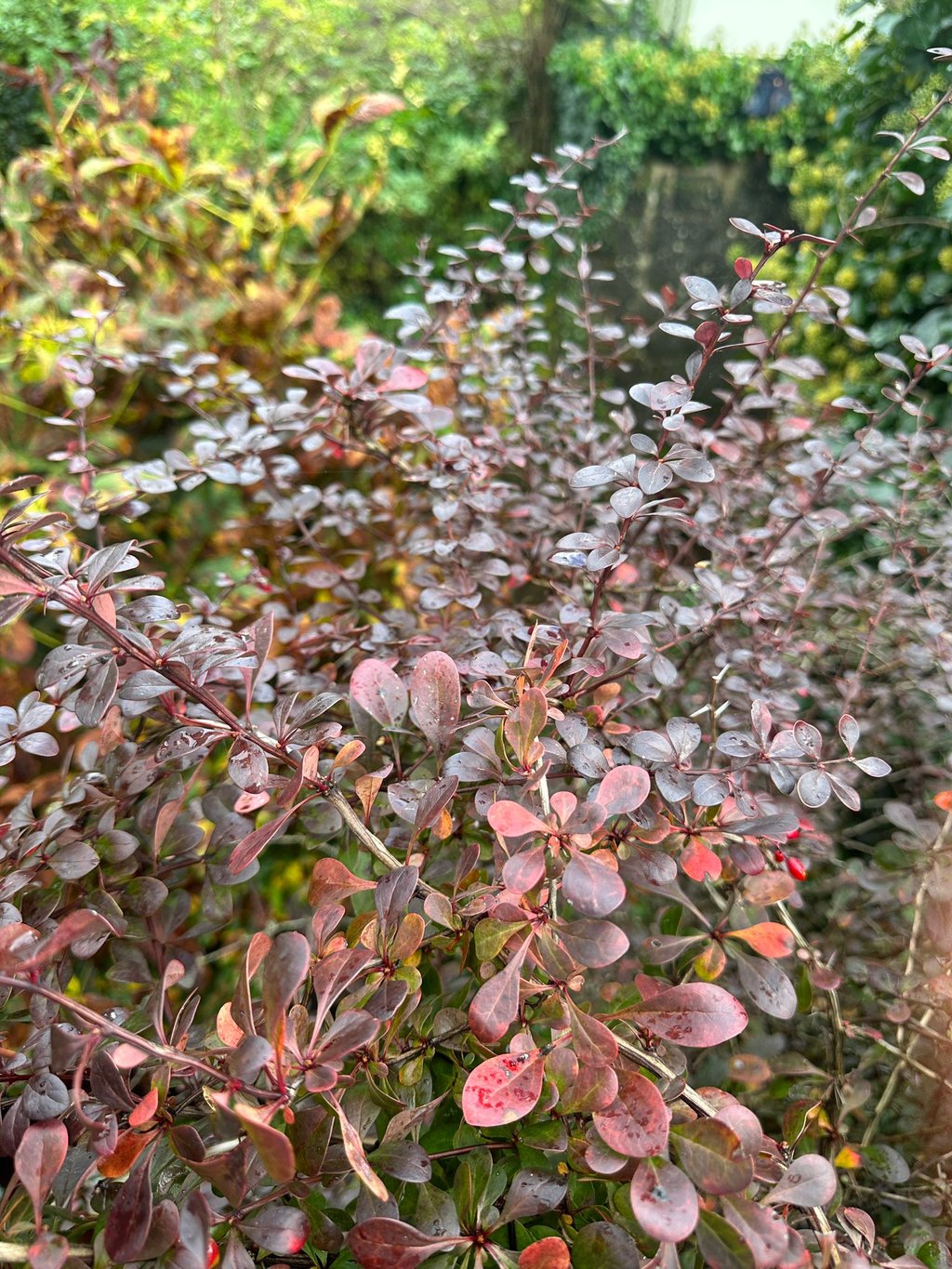 Barberrys growing in a zone 5 garden