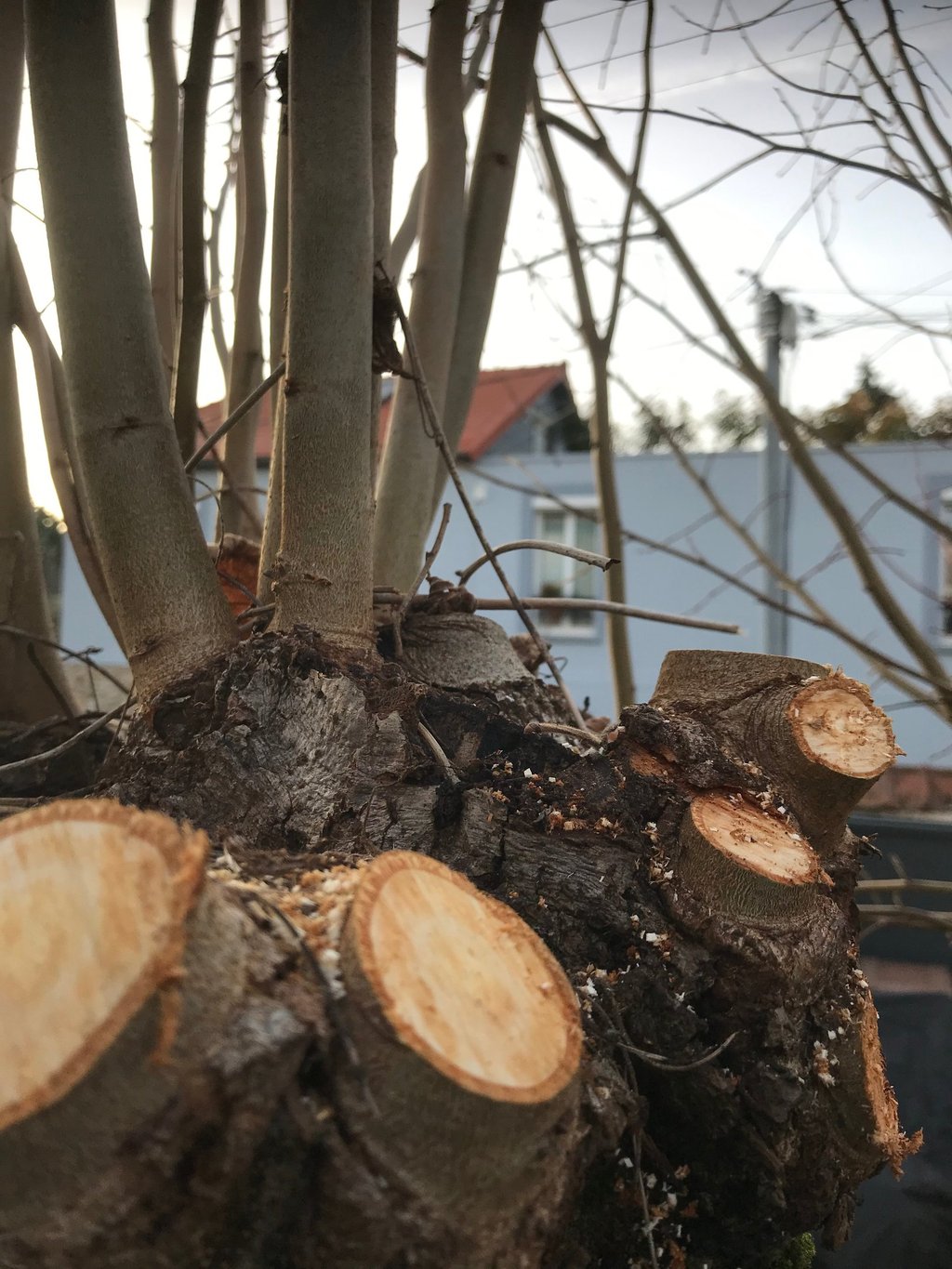 Élagage à Soisy-sur-Seine et aux alentours.