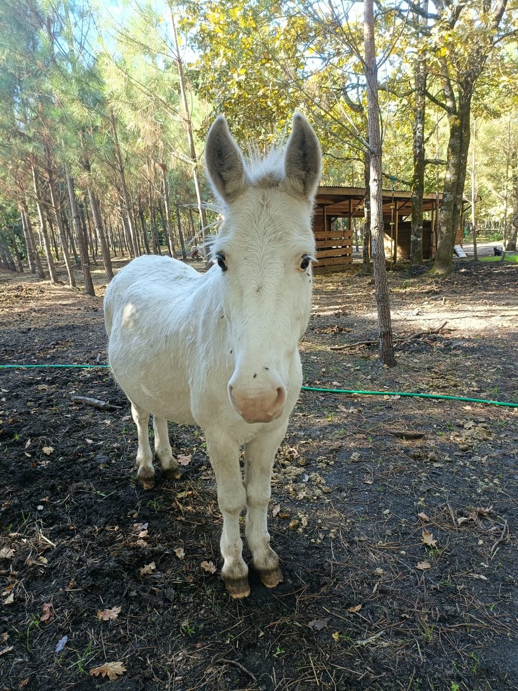 poney-Rion-des-Landes