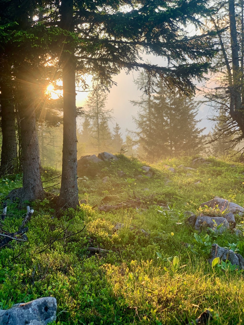 Golden sunbeams filtering through a misty evergreen forest at sunrise with lush green grass.
