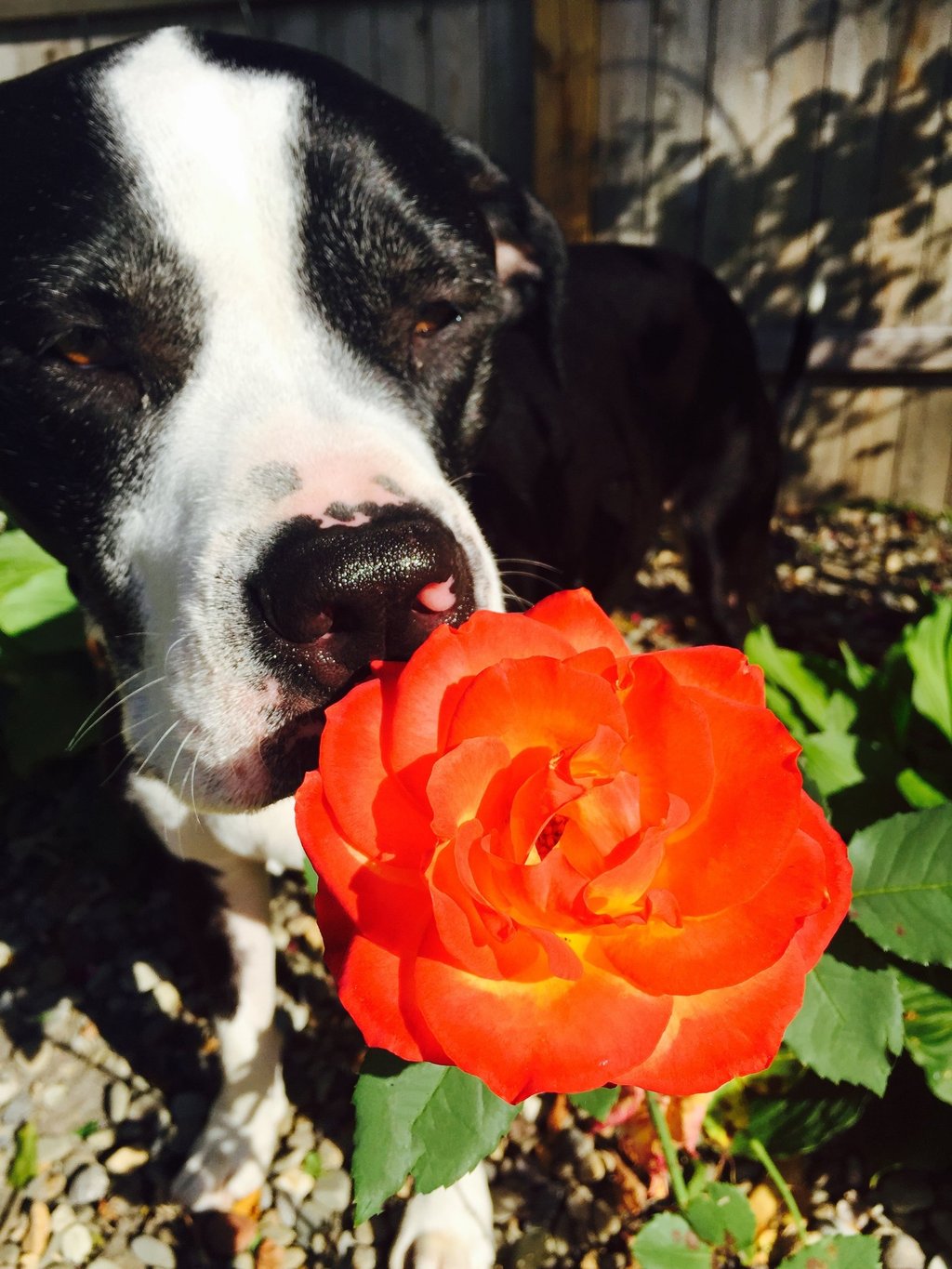 Black and white rescue dog smelling a bright orange rose