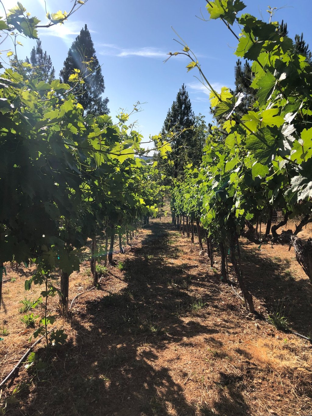 Bright green leaves on grape vines