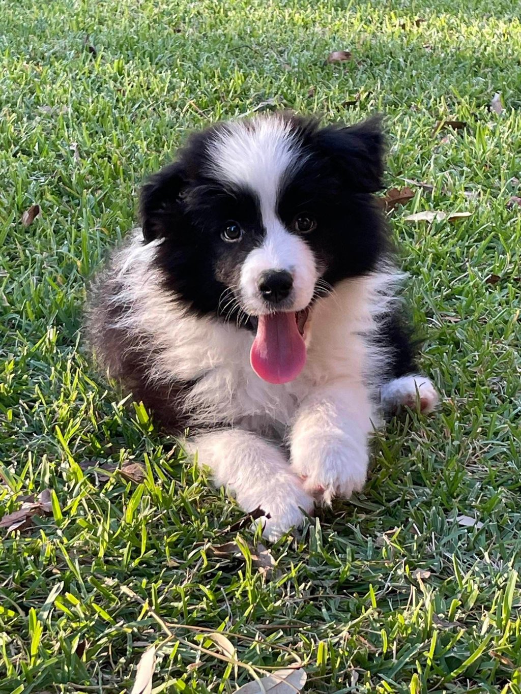 Black and White Stud Dog Border Collie puppy 