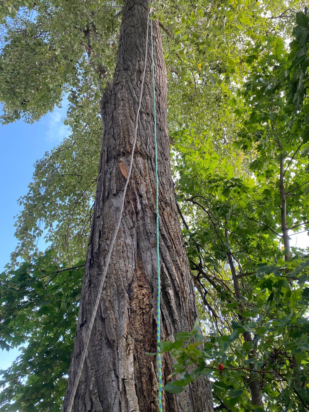 large cottonwood in Tappen