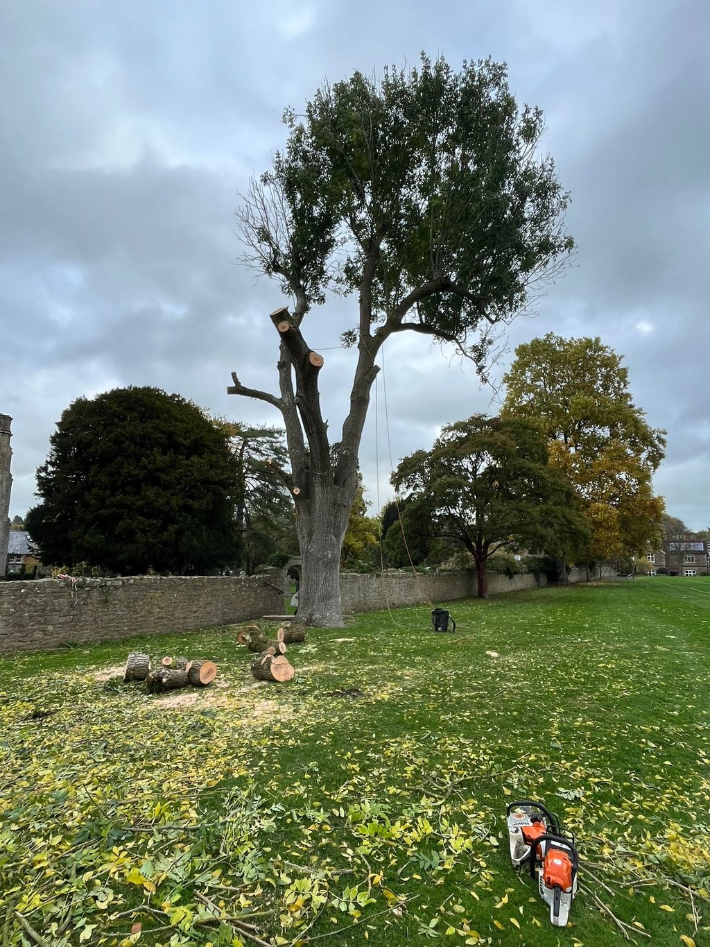 tree pruning service