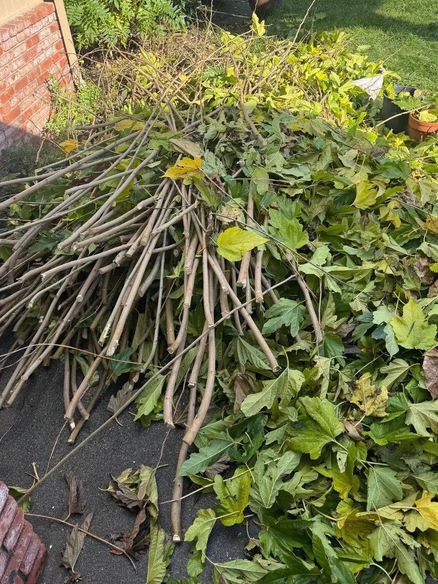 pile of branches and green waste