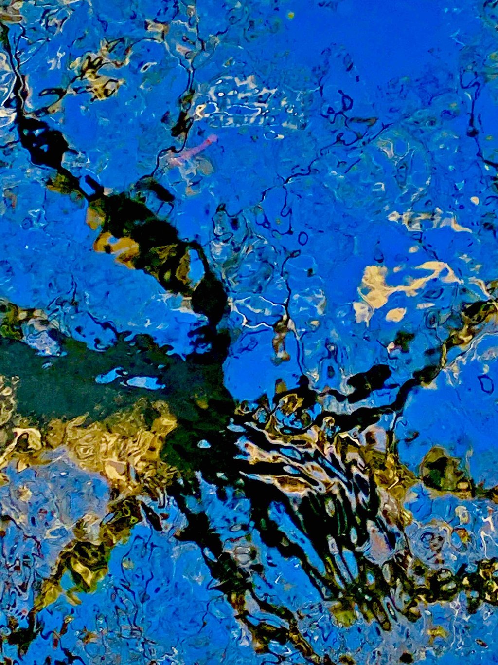 a tree branch in the water with a blue sky