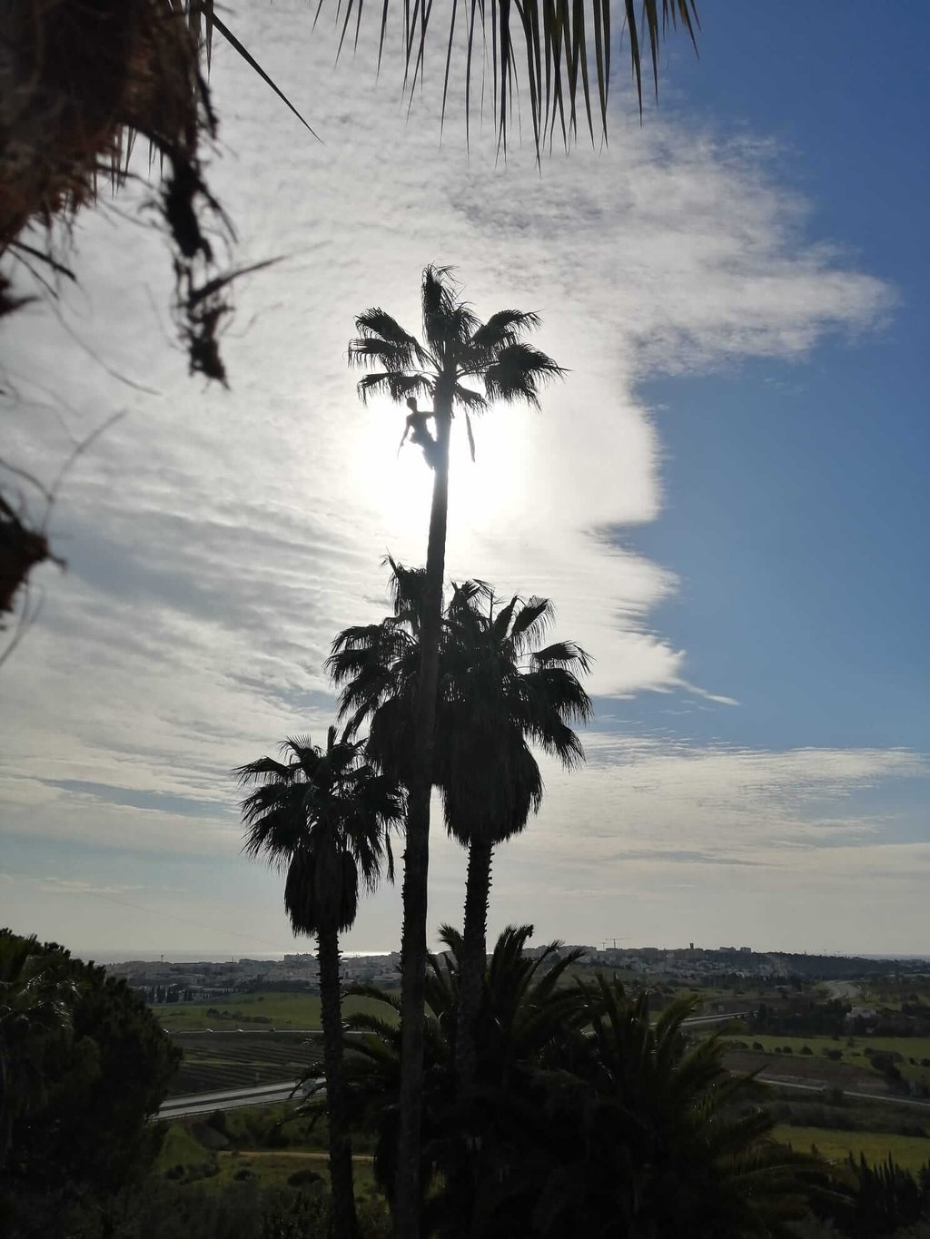 Silhouette of a tree climber pruning tall palm trees in Lagos, Algarve.