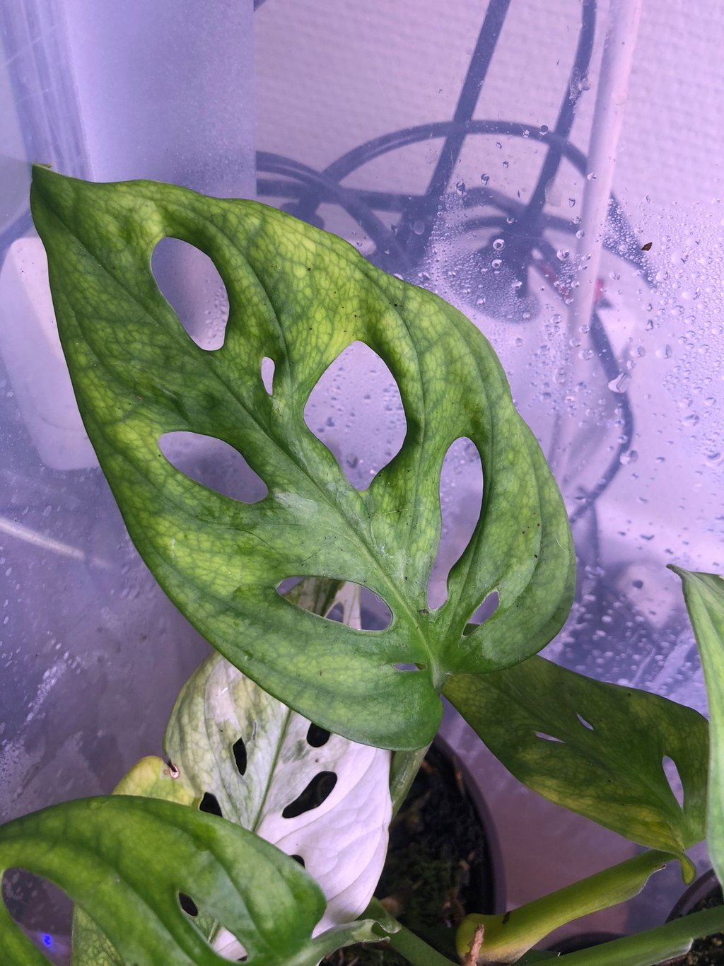Chlorose ferrique chez une une albo variegata