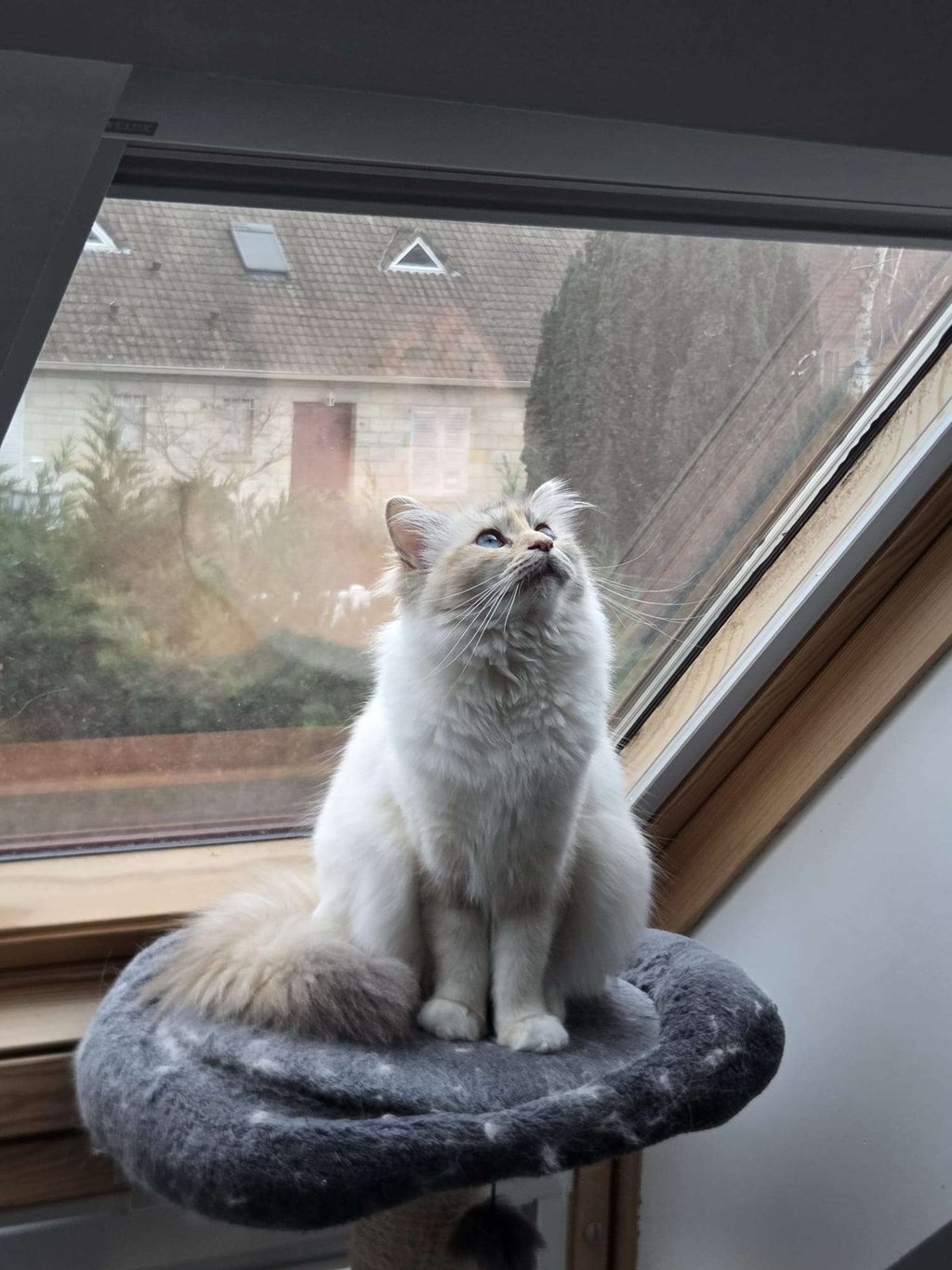 Yuki - Femelle Blue Tortie Tabby point Sacré de Birmanie