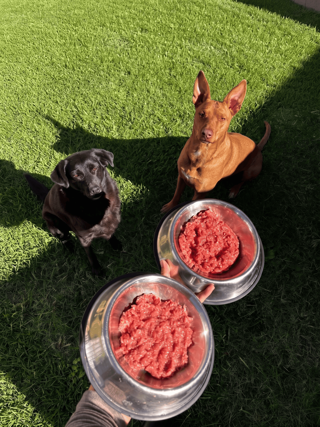 Dos perros mirando sus tazones con alimento barf esperando a que les den de comer