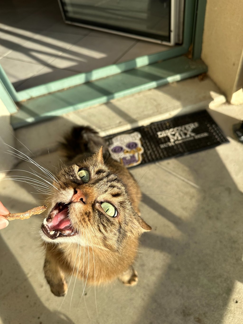 Chat mangeant un poisson