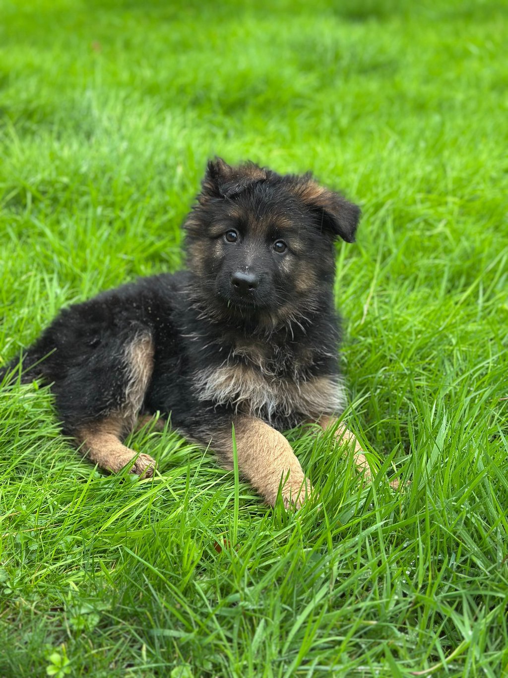 Chiot berger allemand à poil long