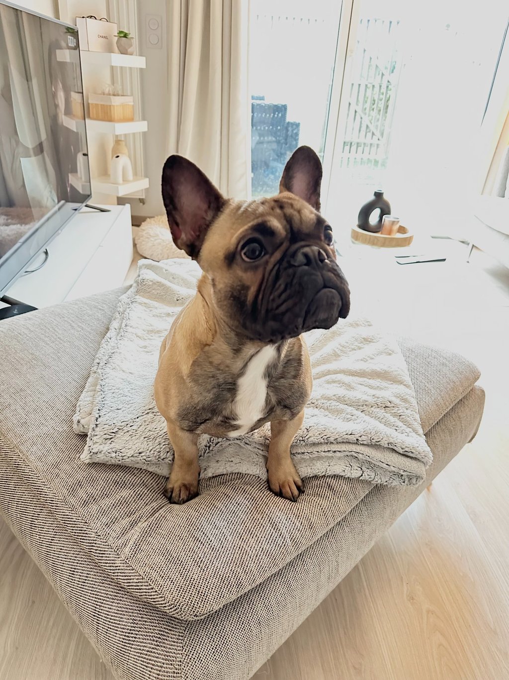 Bouledogue français