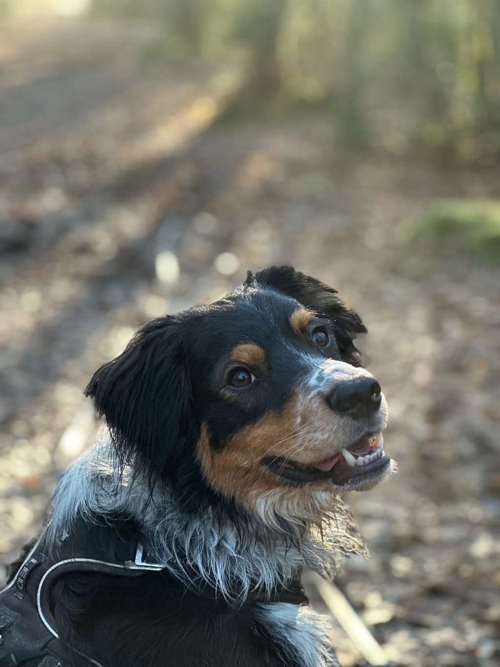 Berger australien croisé épagneul breton