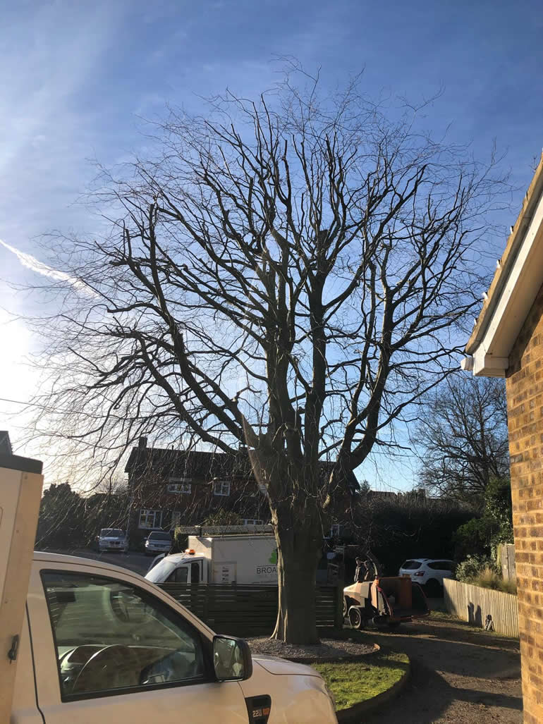 Dead-wooding and crown thinning work on a mature tree at a domestic property in County Durham.