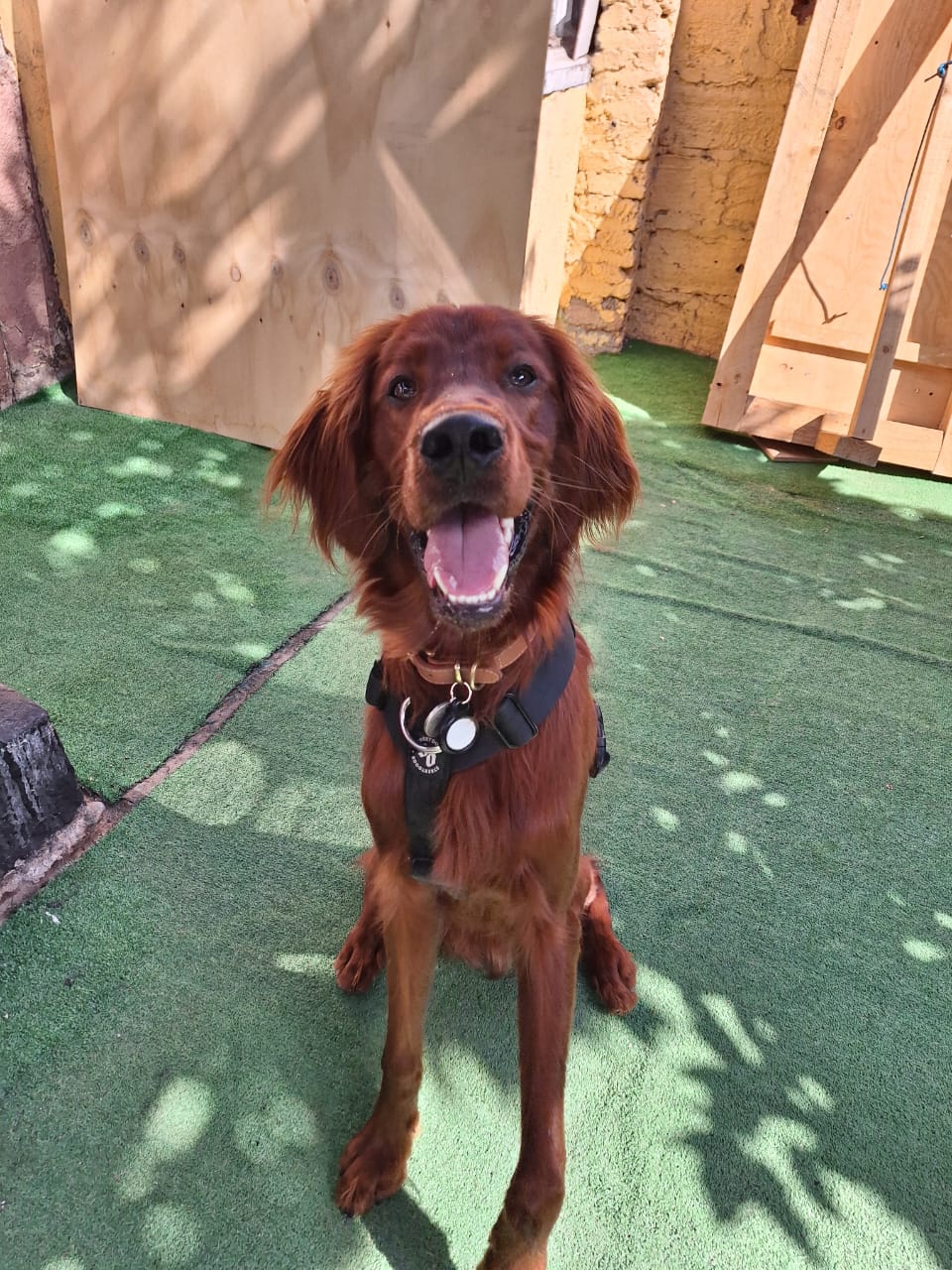 Campamento de perros ñuñoa