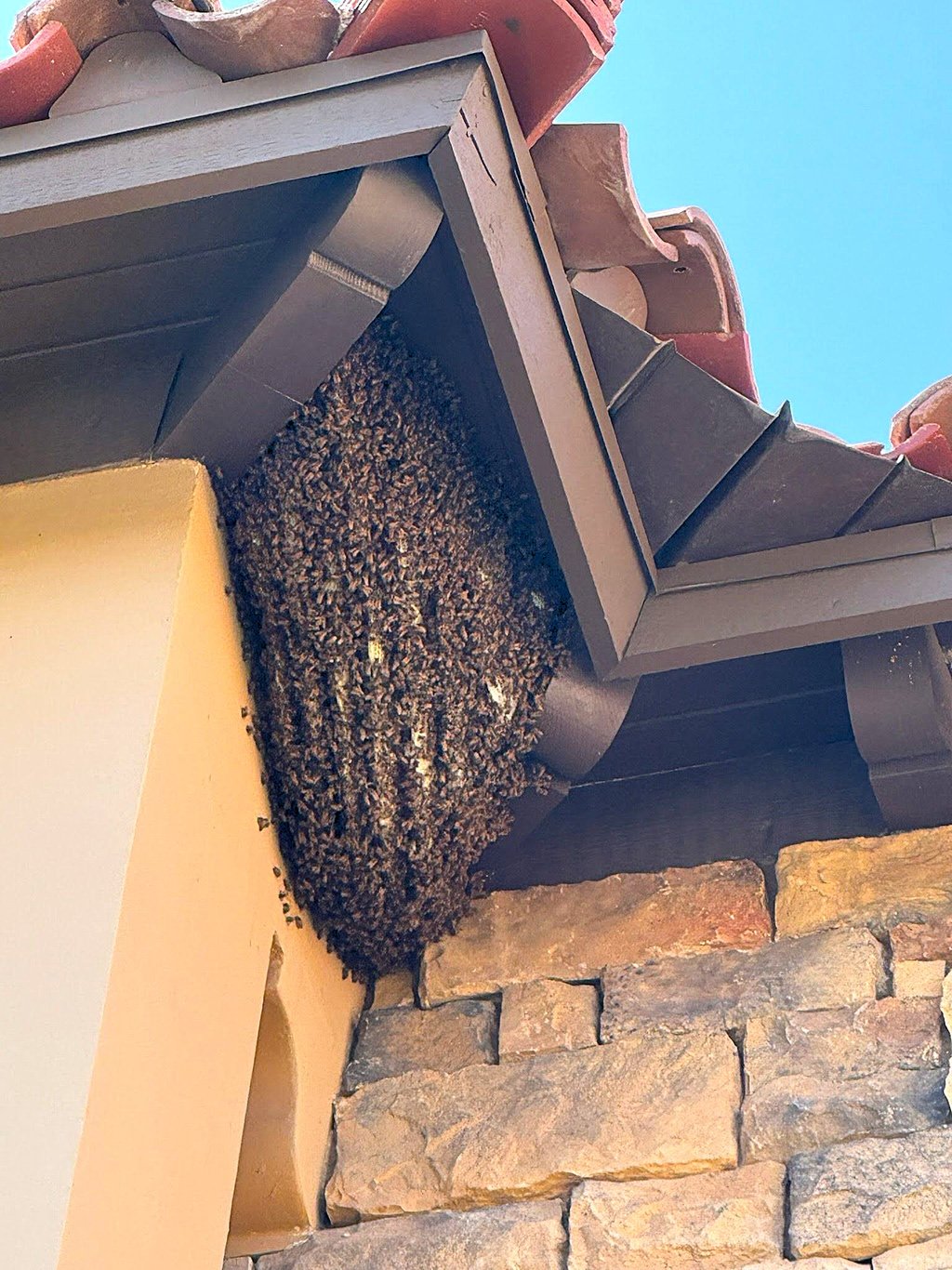 A large Africanized honey bee swarm clustered on a house roof eave above a stone wall.